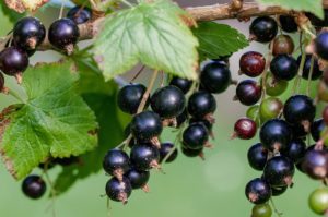 black currant oil weight loss