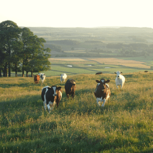 Colostrum Baby cows