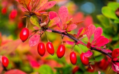Berberine: AMPK aka “Metabolic Master Switch” Activator