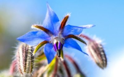 6 Health Benefits of Borage Oil: A Well Kept Secret of GLA