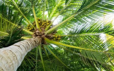 What’s The Difference Between Refined & Unrefined Coconut Oil?