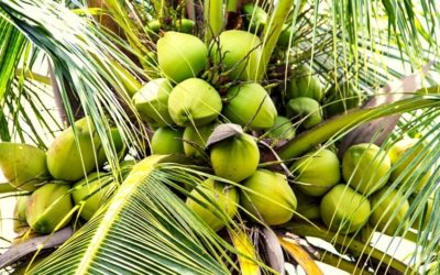 Keto Guide: MCT Oil vs Coconut Oil