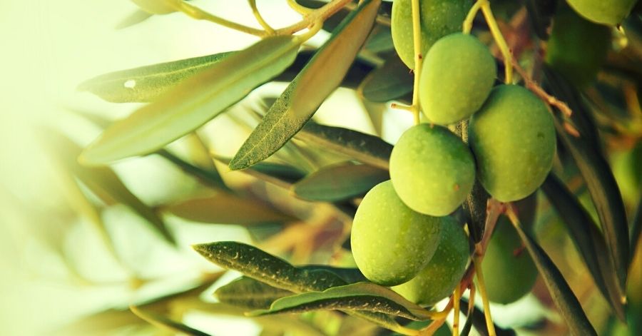 Olive Leaf Extract: Benefits & Uses