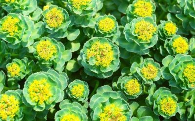 The Many Benefits of Rhodiola Rosea