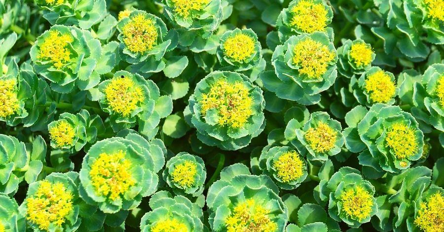 The Many Benefits of Rhodiola Rosea